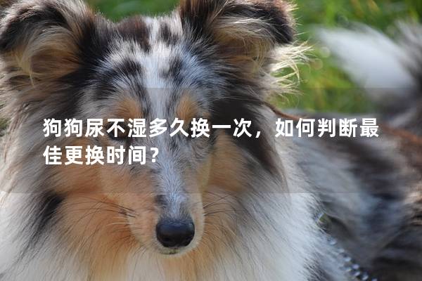 狗狗尿不濕多久換一次，如何判斷最佳更換時間？
