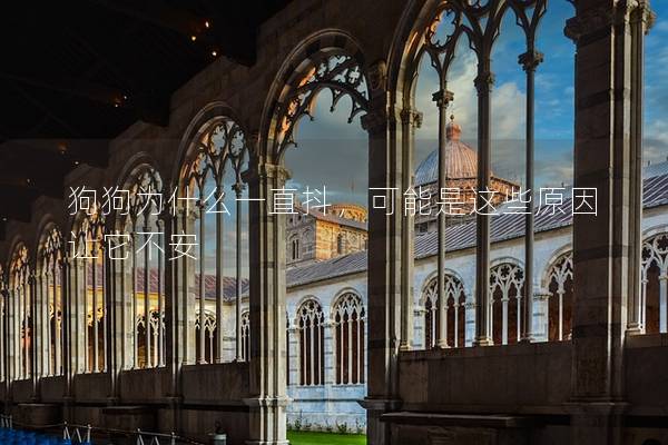 狗狗為什么一直抖，可能是這些原因讓它不安