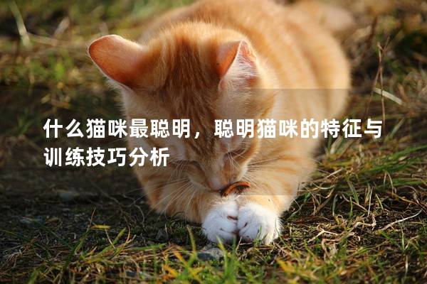 什么貓咪最聰明，聰明貓咪的特征與訓練技巧分析