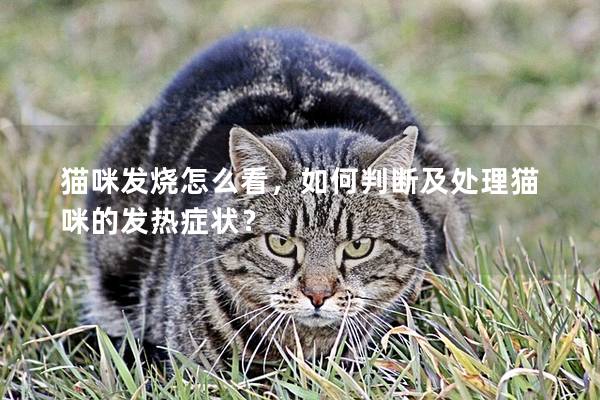 貓咪發燒怎么看，如何判斷及處理貓咪的發熱癥狀？