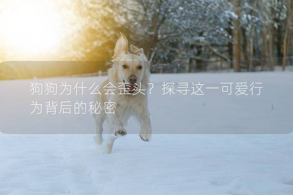 狗狗為什么會歪頭？探尋這一可愛行為背后的秘密