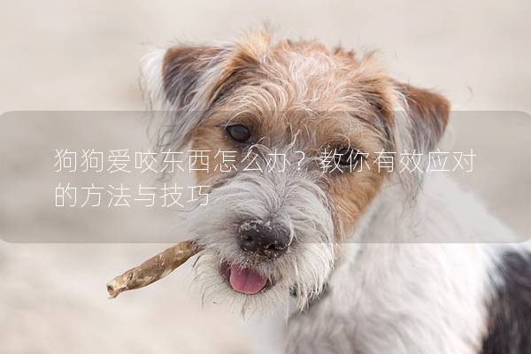 狗狗愛咬東西怎么辦？教你有效應對的方法與技巧