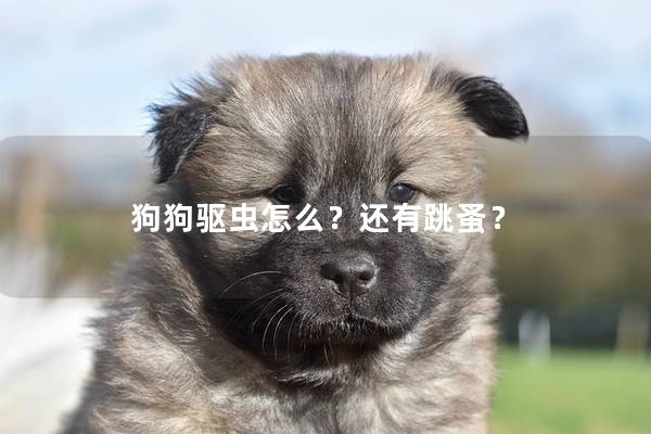 狗狗驅蟲怎么?還有跳蚤? 狗狗驅蟲怎么?還有跳蚤?