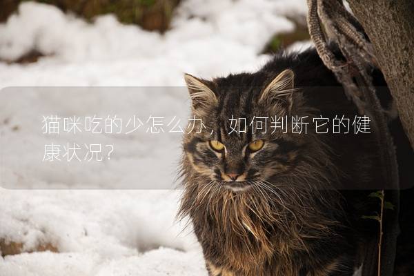 貓咪吃的少怎么辦，如何判斷它的健康狀況？