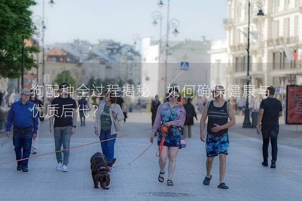 狗配種全過程揭秘,如何確保健康與優(yōu)質后代? 狗配種全過程揭秘,如何確保健康與優(yōu)質后代?