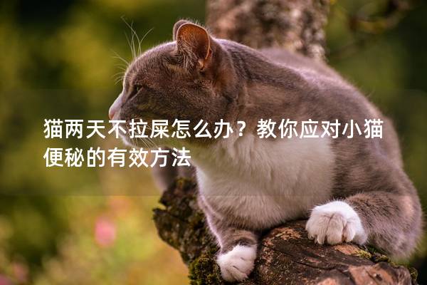 貓兩天不拉屎怎么辦？教你應對小貓便秘的有效方法