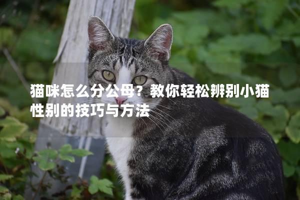 貓咪怎么分公母？教你輕松辨別小貓性別的技巧與方法