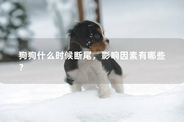 狗狗什么時候斷尾，影響因素有哪些？