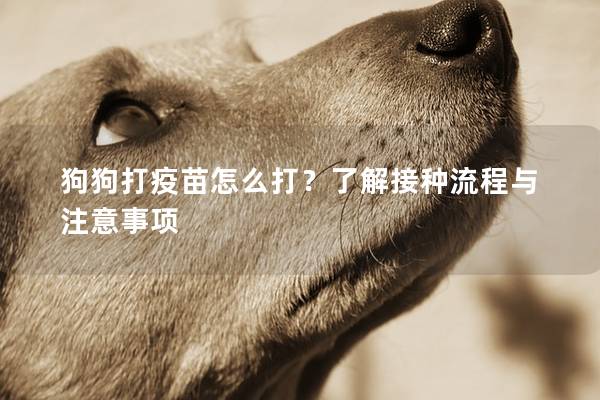 狗狗打疫苗怎么打？了解接種流程與注意事項