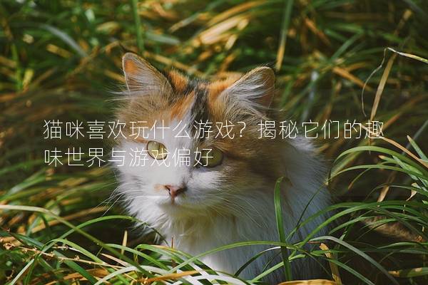 貓咪喜歡玩什么游戲？揭秘它們的趣味世界與游戲偏好