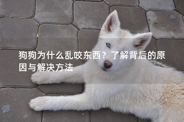 狗狗為什么亂咬東西？了解背后的原因與解決方法