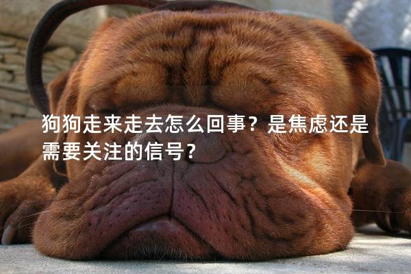 狗狗走來走去怎么回事?是焦慮還是需要關注的信號? 狗狗走來走去怎么回事?是焦慮還是需要關注的信號?