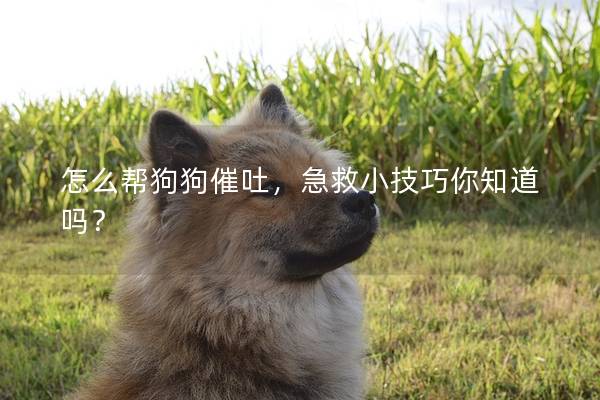 怎么幫狗狗催吐，急救小技巧你知道嗎？