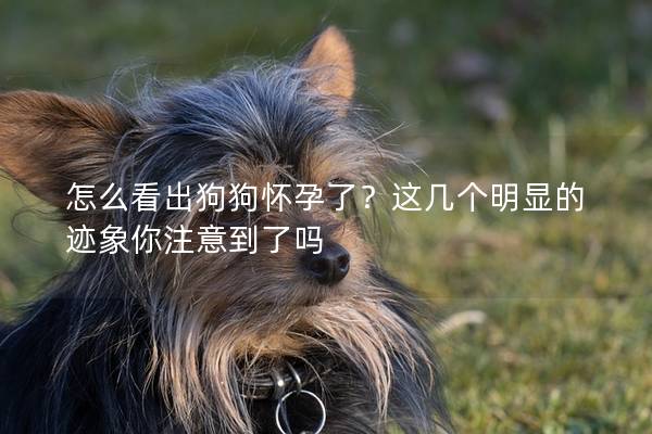 怎么看出狗狗懷孕了？這幾個明顯的跡象你注意到了嗎