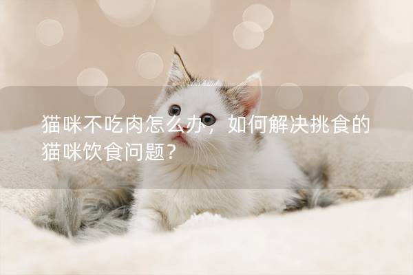 貓咪不吃肉怎么辦，如何解決挑食的貓咪飲食問題？