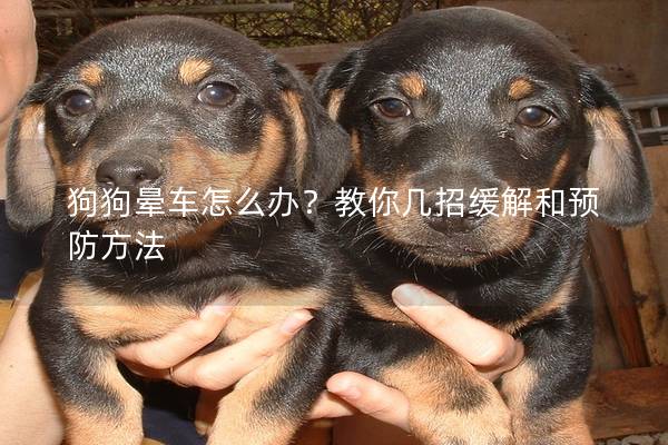 狗狗暈車(chē)怎么辦？教你幾招緩解和預(yù)防方法