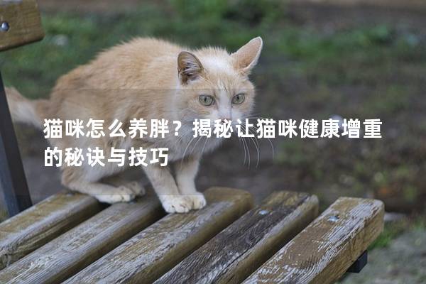 貓咪怎么養(yǎng)胖？揭秘讓貓咪健康增重的秘訣與技巧