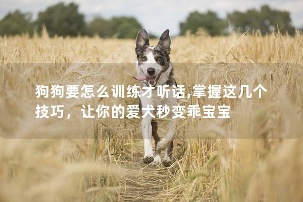 狗狗要怎么訓(xùn)練才聽話,掌握這幾個技巧，讓你的愛犬秒變乖寶寶