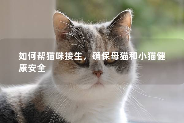 如何幫貓咪接生，確保母貓和小貓健康安全