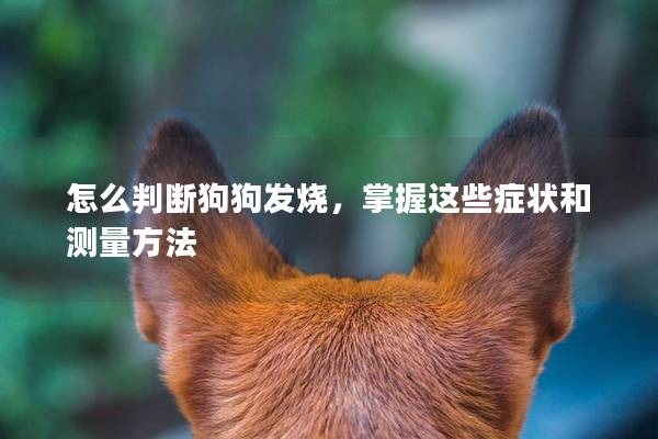 怎么判斷狗狗發燒，掌握這些癥狀和測量方法