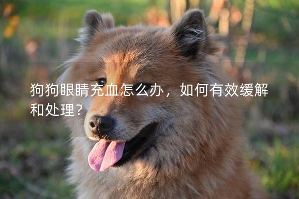 狗狗眼睛充血怎么辦，如何有效緩解和處理？
