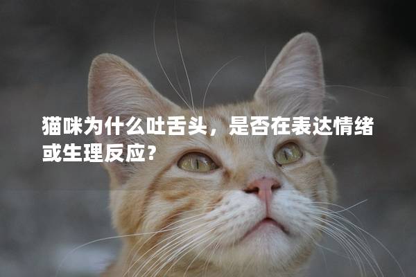 貓咪為什么吐舌頭，是否在表達情緒或生理反應？