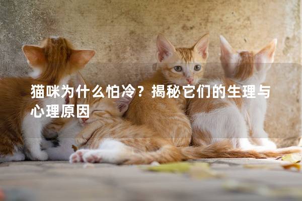 貓咪為什么怕冷？揭秘它們的生理與心理原因
