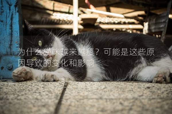 為什么貓咪越來越瘦？可能是這些原因導致的變化和影響