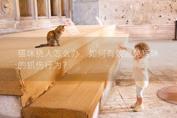 貓咪撓人怎么辦，如何有效避免貓咪的抓傷行為？