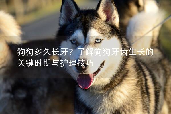 狗狗多久長(zhǎng)牙？了解狗狗牙齒生長(zhǎng)的關(guān)鍵時(shí)期與護(hù)理技巧