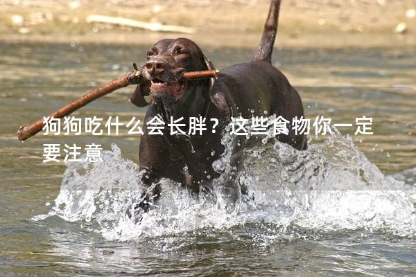 狗狗吃什么會長胖？這些食物你一定要注意