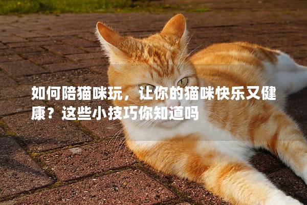 如何陪貓咪玩，讓你的貓咪快樂又健康？這些小技巧你知道嗎