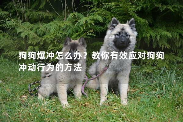 狗狗爆沖怎么辦？教你有效應對狗狗沖動行為的方法