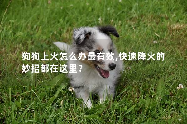 狗狗上火怎么辦最有效,快速降火的妙招都在這里？