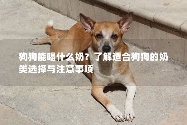 狗狗能喝什么奶？了解適合狗狗的奶類選擇與注意事項(xiàng)