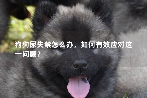 狗狗尿失禁怎么辦，如何有效應對這一問題？