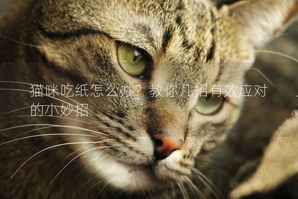 貓咪吃紙?jiān)趺崔k？教你幾招有效應(yīng)對的小妙招