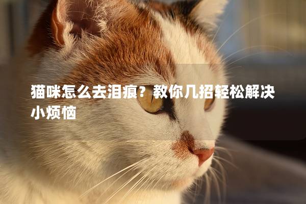 貓咪怎么去淚痕？教你幾招輕松解決小煩惱