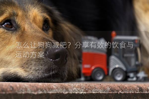 怎么讓狗狗減肥？分享有效的飲食與運(yùn)動(dòng)方案