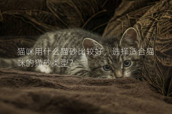 貓咪用什么貓砂比較好，選擇適合貓咪的貓砂類型？