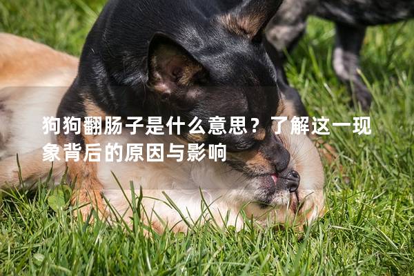 狗狗翻腸子是什么意思？了解這一現(xiàn)象背后的原因與影響