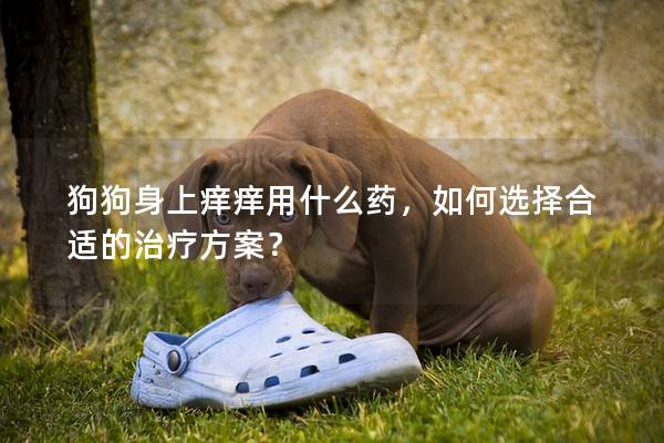 狗狗身上癢癢用什么藥，如何選擇合適的治療方案？