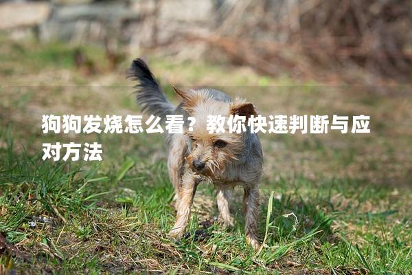 狗狗發(fā)燒怎么看？教你快速判斷與應(yīng)對(duì)方法