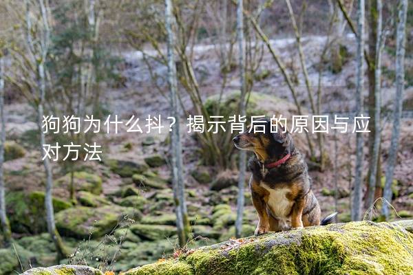 狗狗為什么抖?揭示背后的原因與應對方法 狗狗為什么抖?揭示背后的原因與應對方法