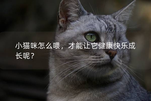 小貓咪怎么喂，才能讓它健康快樂成長呢？