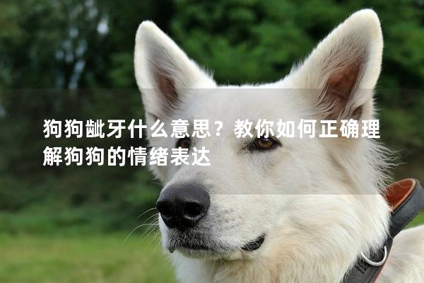 狗狗齜牙什么意思？教你如何正確理解狗狗的情緒表達
