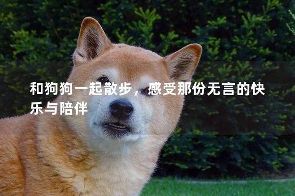 和狗狗一起散步，感受那份無言的快樂與陪伴