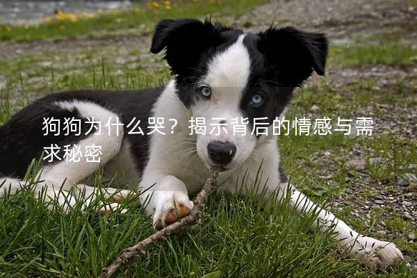 狗狗為什么哭?揭示背后的情感與需求秘密 狗狗為什么哭?揭示背后的情感與需求秘密