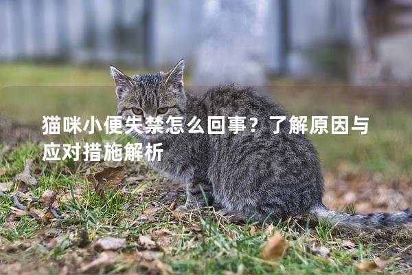 貓咪小便失禁怎么回事？了解原因與應對措施解析