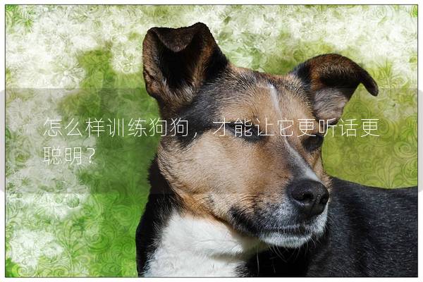 怎么樣訓練狗狗，才能讓它更聽話更聰明？